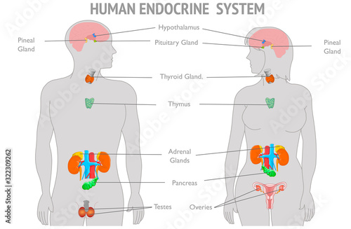 Endocrine system parts diagram. explanations. Human Woman man gray body infographic. Hormones Hypothalamus Pituitary Gland Thyroid Adrenals Pineal Reproductive organs Ovaries Testes  White back Vector photo