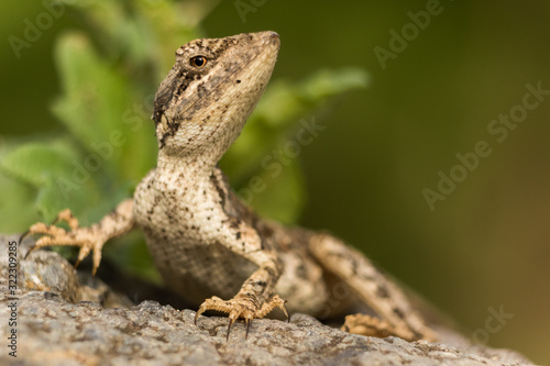 A closeup of garden lizard, a beautiful portrait of a garden lizard 