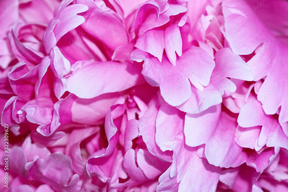 pink petals of a peony flower close up macro selective focus