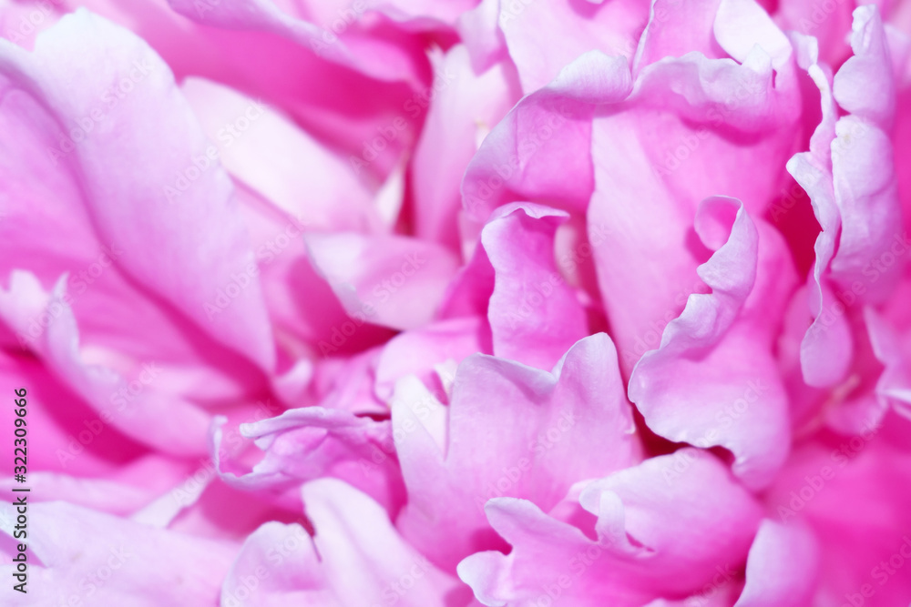 pink peony petals close-up background, texture selective focus