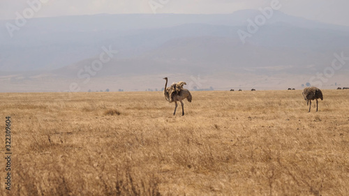 Two ostriches walk on the desert savannah of Tanzania with dry grass and small mountains behind in the distance