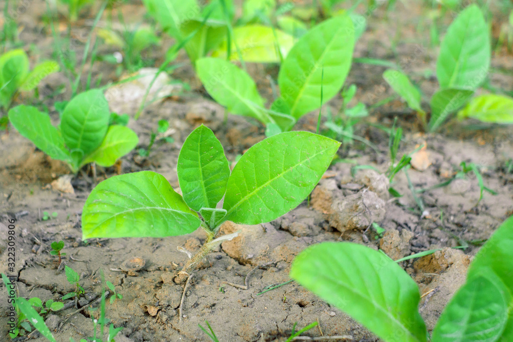 young tobacco leaves in the field. cultivated tobacco. Young Virginia Tobacco plant young tobacco leaves in the field. cultivated tobacco. Young Virginia Tobacco plant