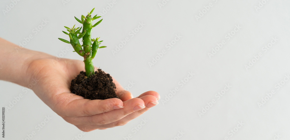 Woman holds a small cactus in her hand Woman holds a small cactus in her hand