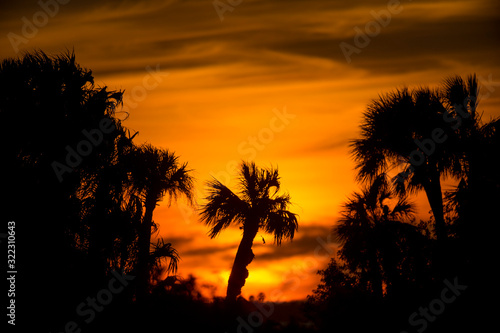 A small group of Palm Trees silhouetted against the bright orange and yellow sunset sky.