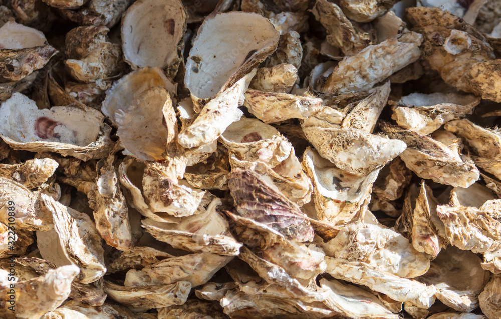 Oyster shells as an abstract background