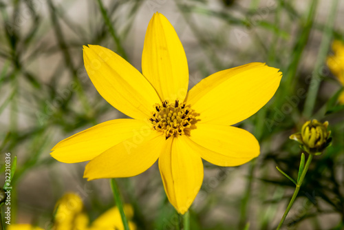 Coreopsis verticillata 'Zagreb' a yellow summer herbaceous  perennial, flower plant commonly known as tickseed photo