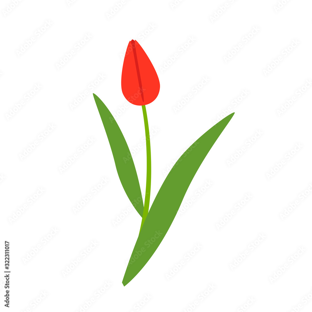 Obraz premium Red blooming flower tulip isolated on a white background. Vector illustration.