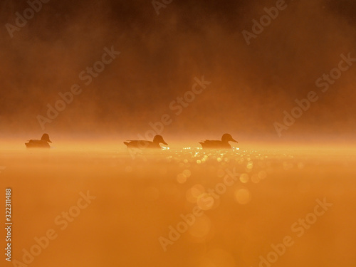 Silhouettes of mallard (Anas platyrhynchos) on the water in orange evening artistic light. © ihorhvozdetskiy