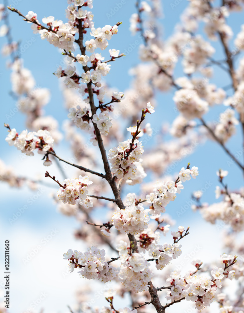 Apricot flowers on a background of blue sky