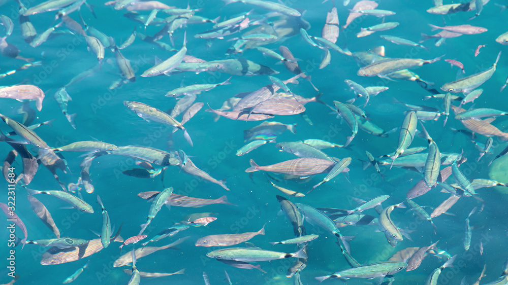Obraz premium Fish in the blue water of the sea as a background