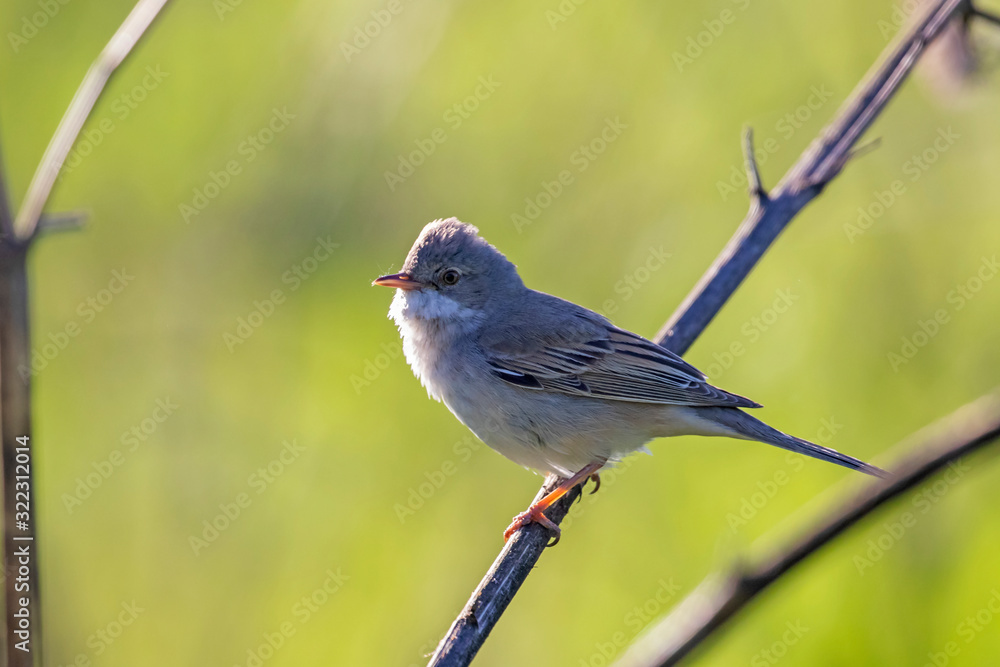 The common whitethroat (Sylvia communis) is a common and widespread typical warbler which breeds throughout Europe.