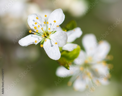 White flowers on a fruit tree on nature