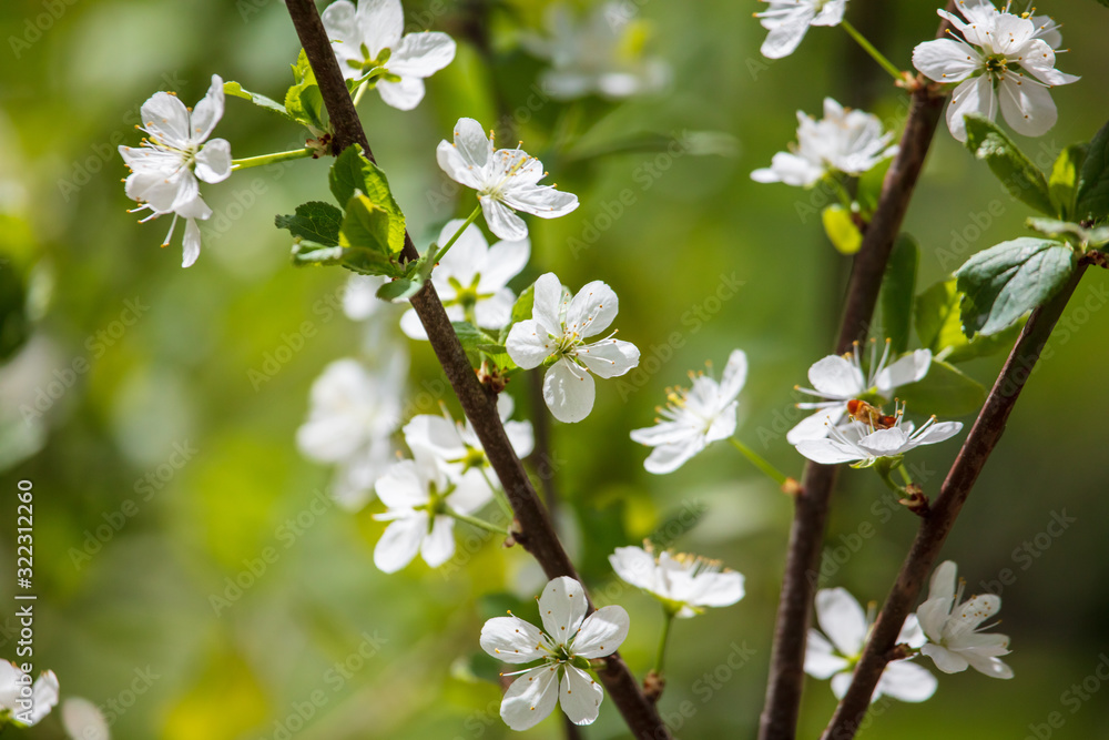 White flowers on a fruit tree on nature