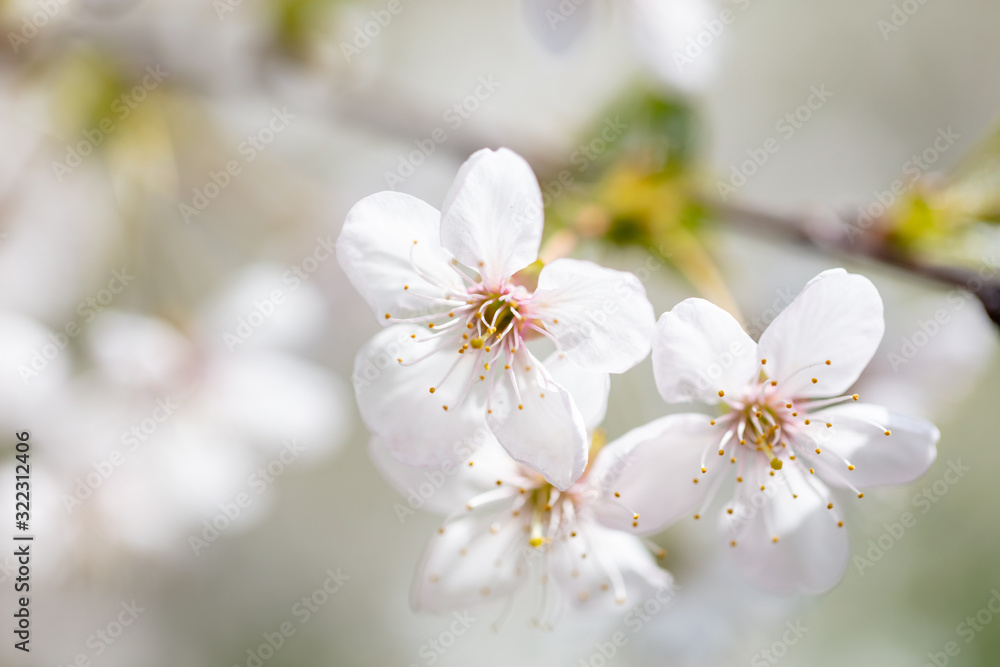 White flowers on a fruit tree on nature White flowers on a fruit tree on nature