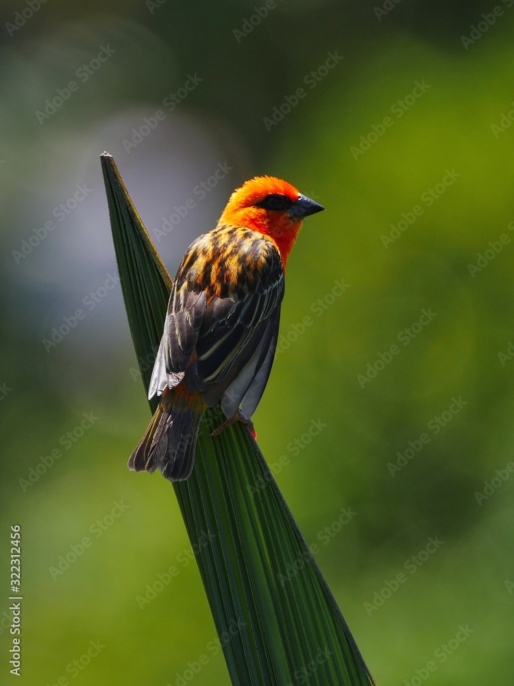 Red Fody bird perching on spiky leaf Red Fody bird perching on spiky leaf