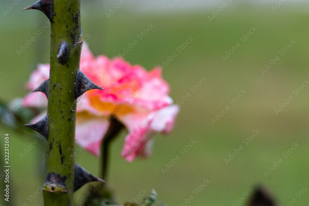 Macro shot of Rose bush thorns with blurred pink rose in the background Macro shot of Rose bush thorns with blurred pink rose in the background