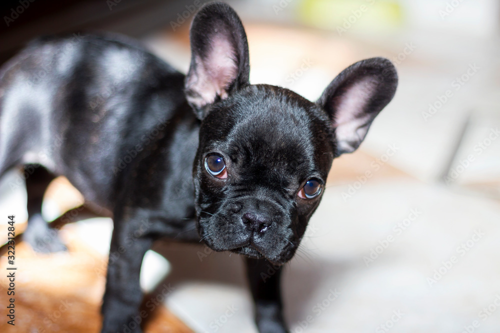 nice portrait of black French bulldog