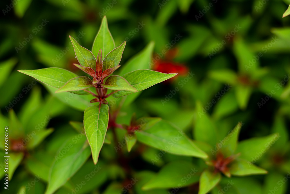 side shot close up of plant in blurry leaves background. fresh concept side shot close up of plant in blurry leaves background. fresh concept