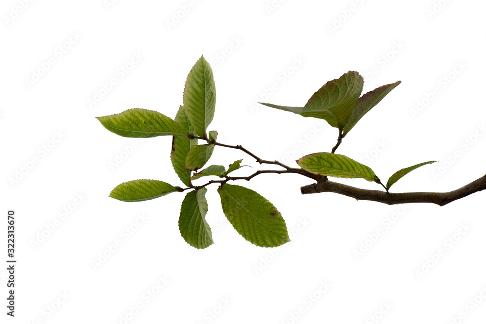 Green Tree branch isolated on white background Green Tree branch isolated on white background