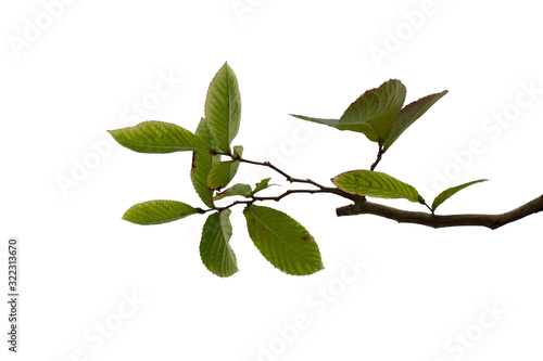 Green Tree branch isolated on white background