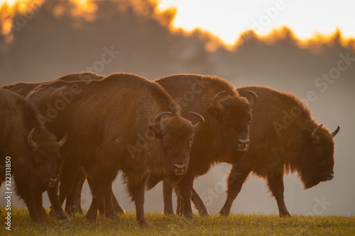 European bison - Bison bonasus in the Knyszyn Forest (Poland) photo