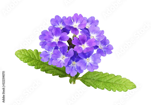 Photos Purple verbena flowers and leaves