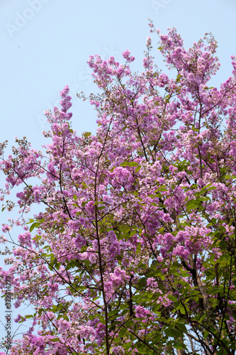 beautiful pink flowers against clear blue sky background   summer blooming flowers