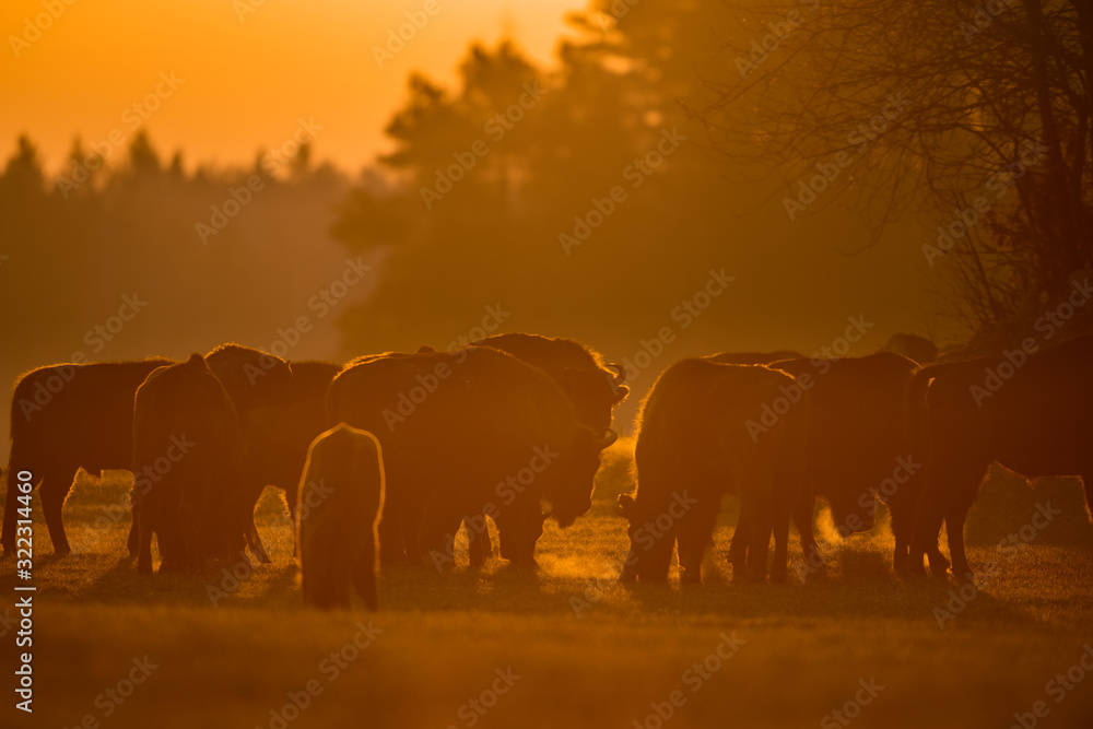 Fototapeta premium European bison - Bison bonasus in the Knyszyn Forest (Poland)