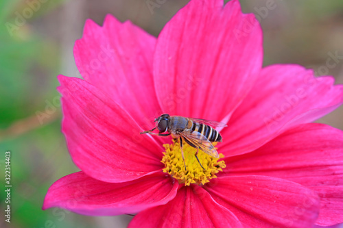 Syrphidae in natural state, North China
