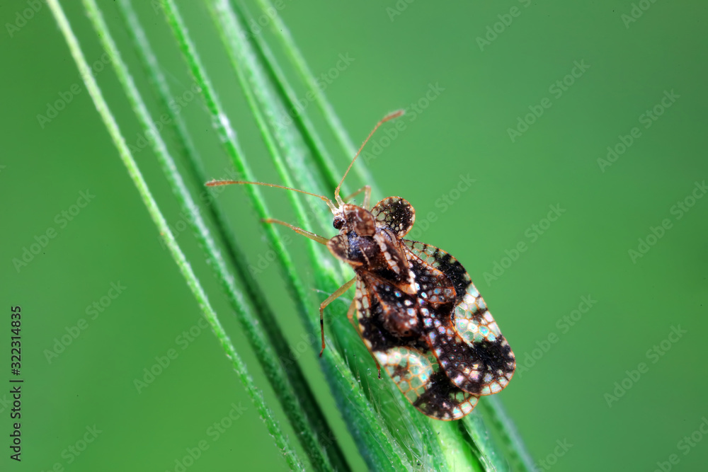 Stink bug on green leaves, North China Stink bug on green leaves, North China