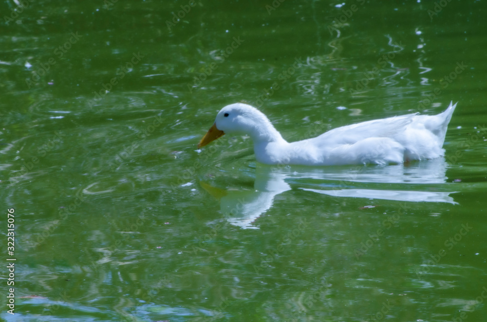 Beautiful Swan in the pond
