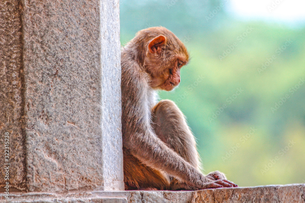 Ranakpur, Rajasthan / India »; August 2016: A sad monkey inside the Ranakpur temple