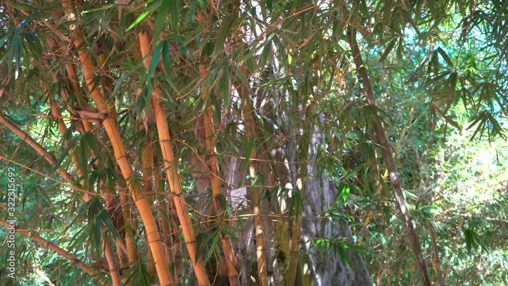 Bamboo trunks and the movement of leaves in the wind Bamboo trunks and the movement of leaves in the wind