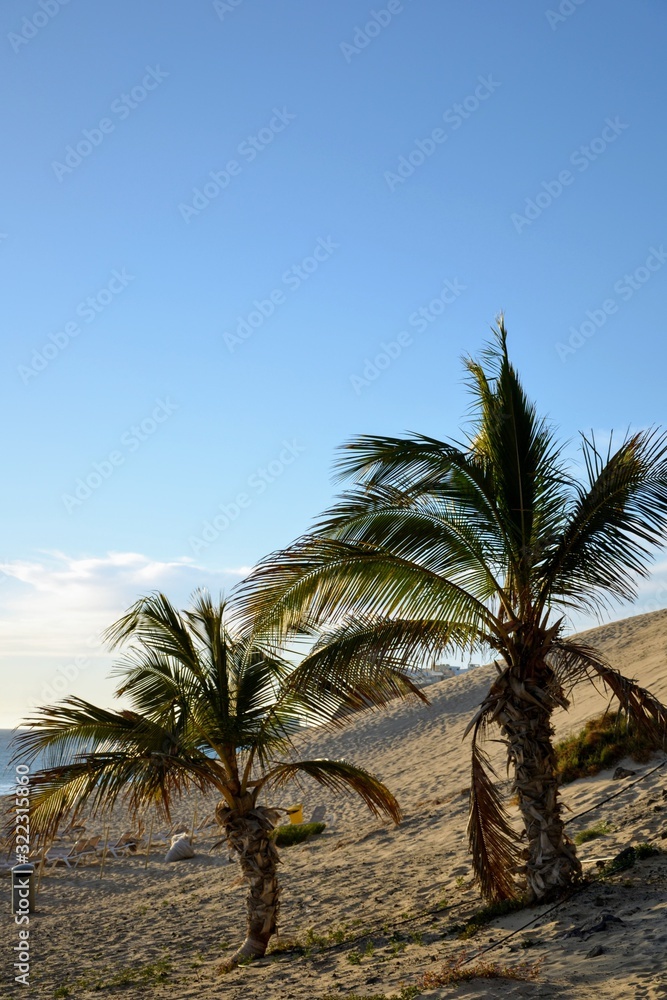 Palm trees on the breathtaking beach Playa del Matorral. Morro Jable, Jandia beach. Fuerteventura, Canary Islands, Spain Palm trees on the breathtaking beach Playa del Matorral. Morro Jable, Jandia beach. Fuerteventura, Canary Islands, Spain