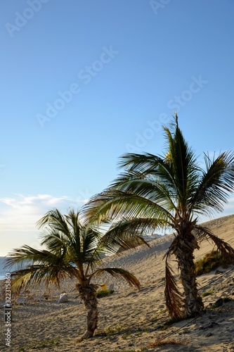 Fototapeta Naklejka Na Ścianę i Meble -  Palm trees on the breathtaking beach Playa del Matorral. Morro Jable, Jandia beach. Fuerteventura, Canary Islands, Spain 