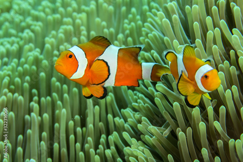Φωτογραφία Nemo