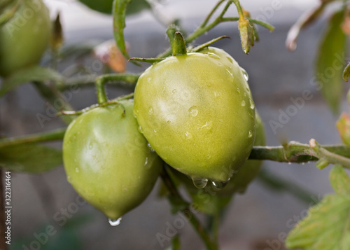 Green tomato fruit growing on the plant close up with water droplets.