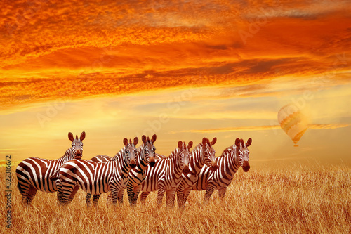 Group of zebras in the African savannah against the beautiful sunset and balloon. Serengeti National Park. Tanzania. Africa.
