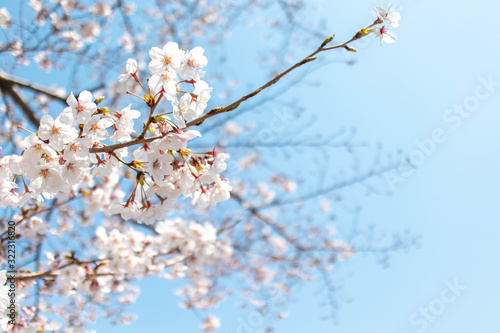 春爛漫 青空と満開の桜