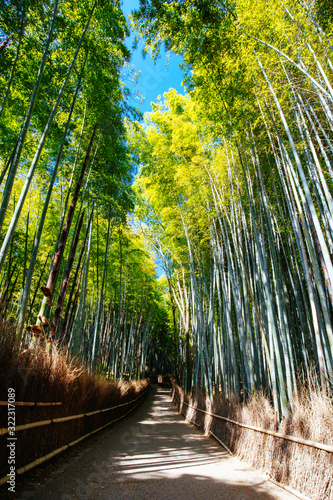 Arashiyama Bamboo Forest in Southern Kyoto Japan