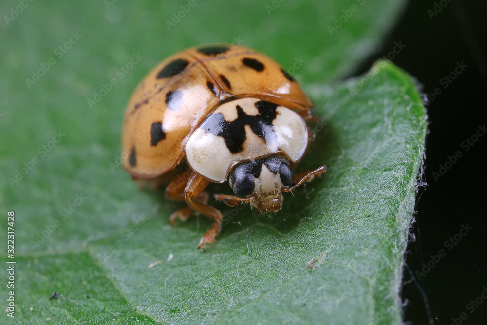 ladybug on green leaves, North China ladybug on green leaves, North China