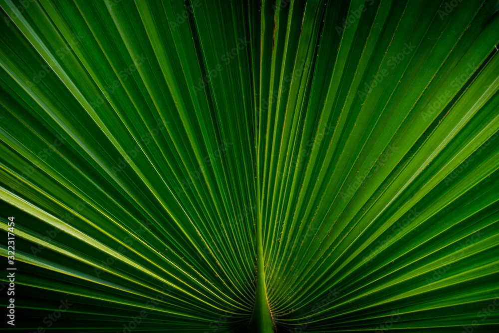 Tropical palm leaf background and texture. Tropical palm leaf background and texture.
