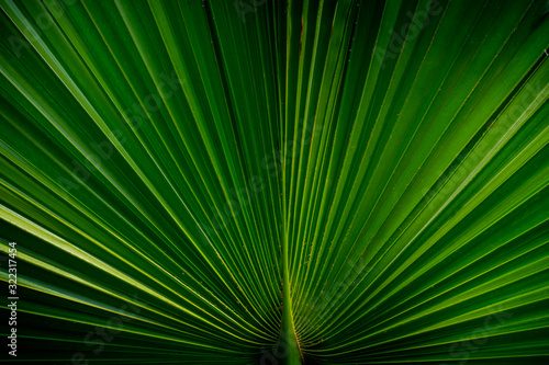 Tropical palm leaf background and texture.