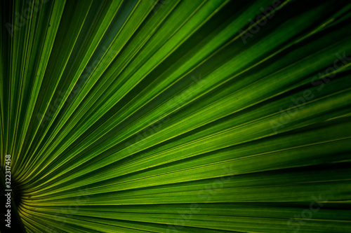 Tropical palm leaf background and texture.