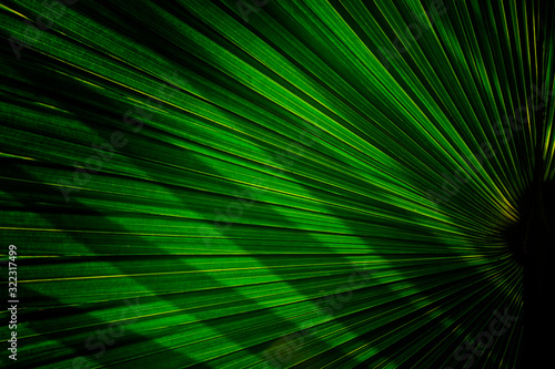 Tropical palm leaf background and texture.