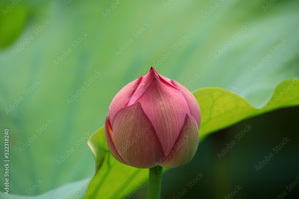 Lotus in a pond, northern China