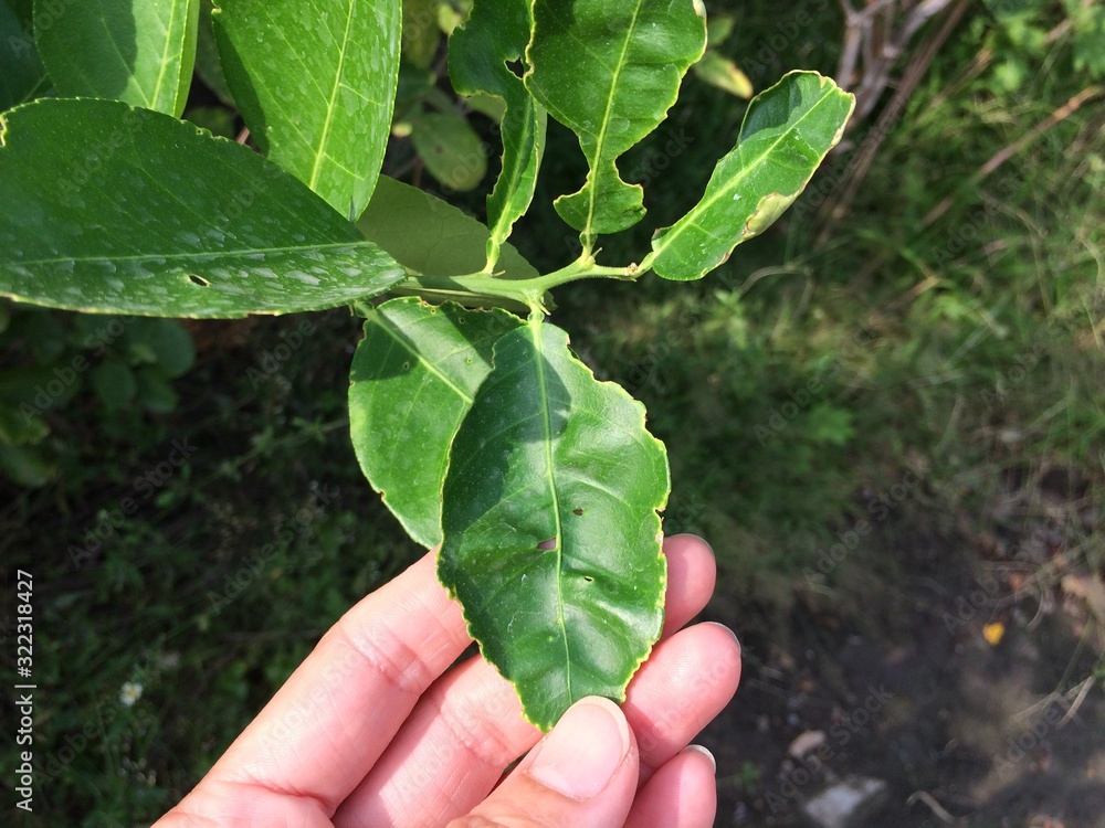 Kaffir lime green leaves with insect marks Need to use pesticide injection