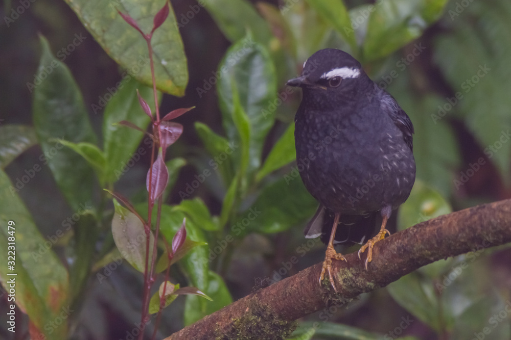 Fototapeta premium view of a beautiful bird in nature