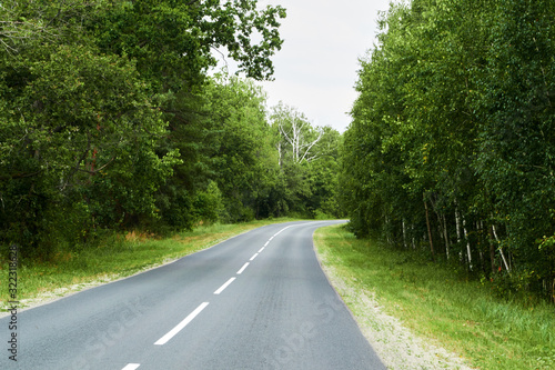 Grey long asphalt road goes in forest