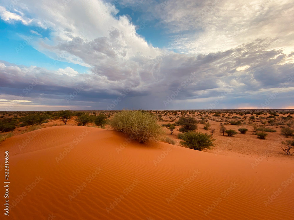 Kalahariwüste, Namibia - obrazy, fototapety, plakaty 